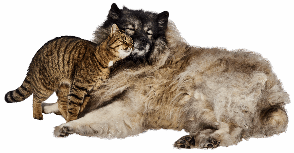 Imagem decorativa de cão e gato em harmonia