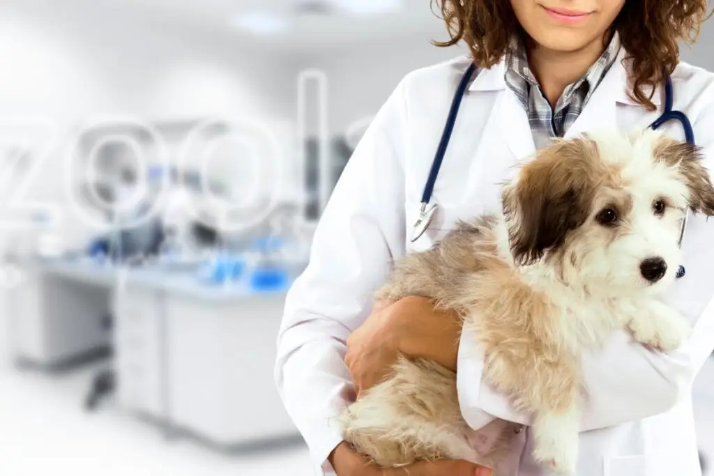 Imagem decorativa de médica veterinária carregando um cão
