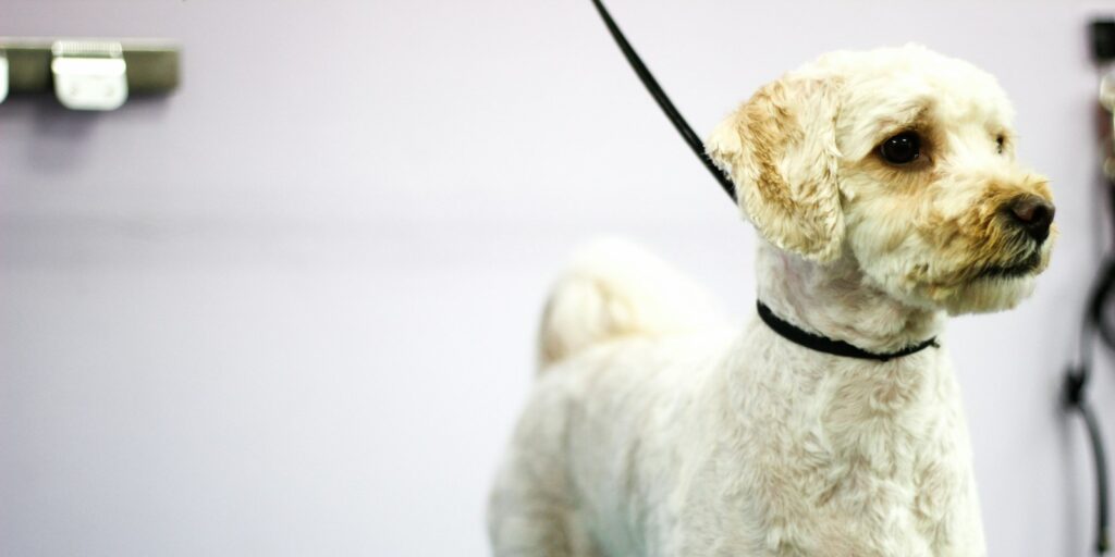 white short coated small dog