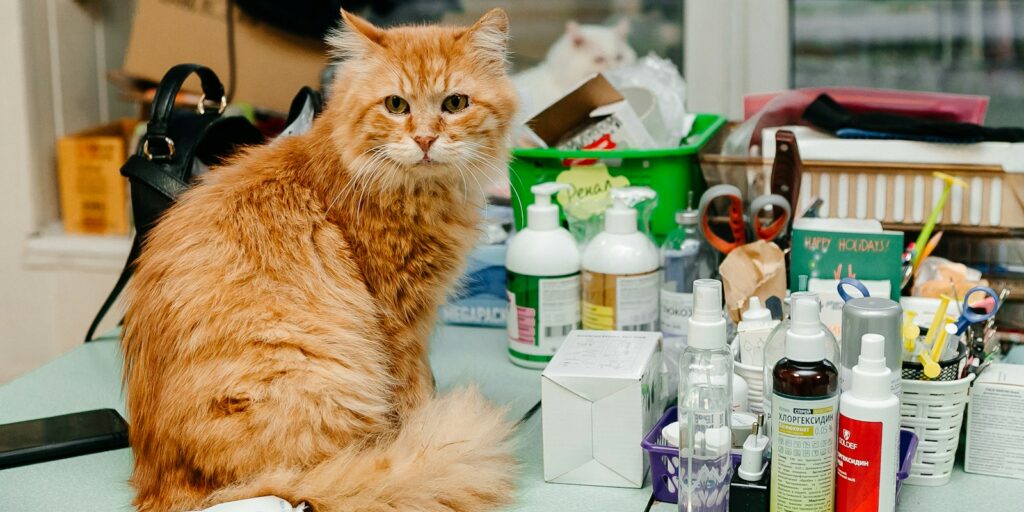 an orange cat sitting on a table surrounded by cosmetics