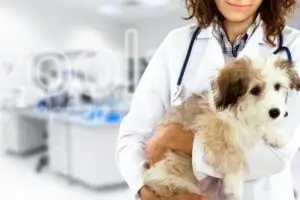 Imagem decorativa de médica veterinária carregando um cão