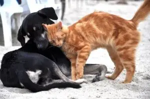 Cão e gato em convivência harmoniosa