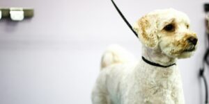 white short coated small dog